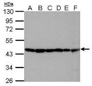 Anti-beta Actin antibody used in Western Blot (WB). GTX109639
